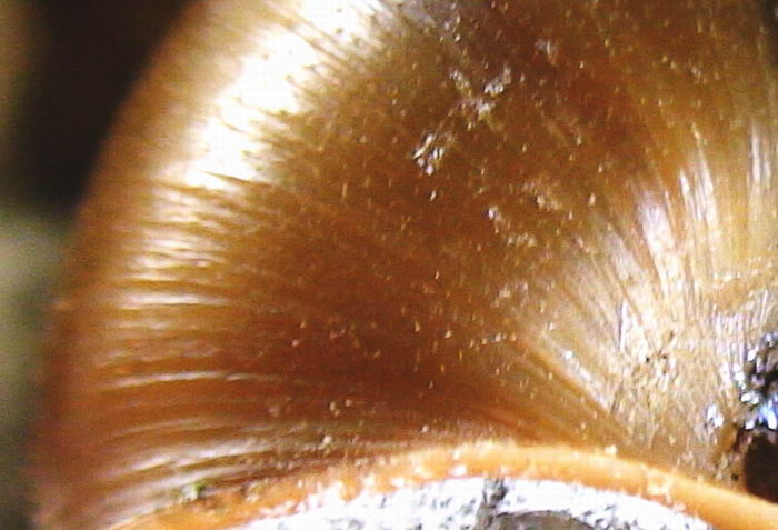 Chilostoma (Campylaea) planospira var. Neapolitana,Paulucci